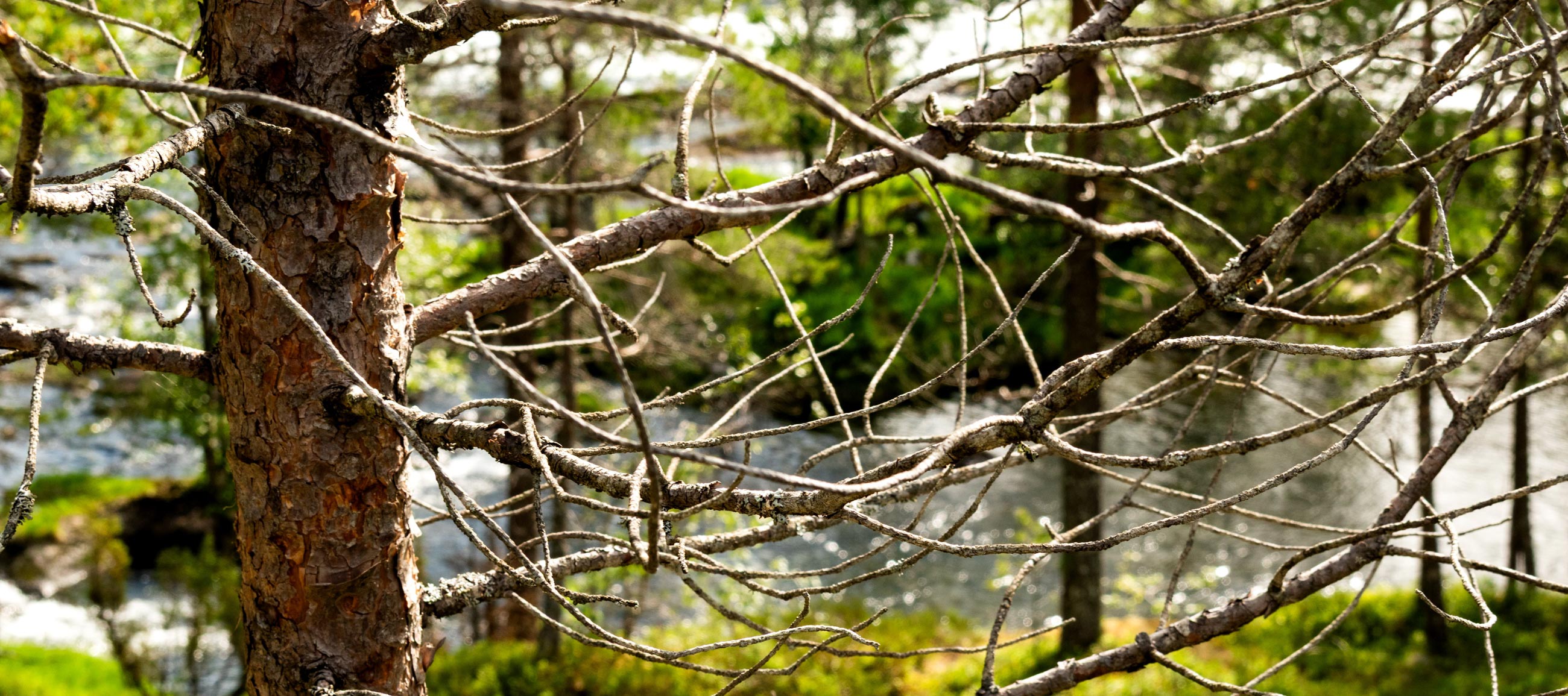L00_4651fcpxblog