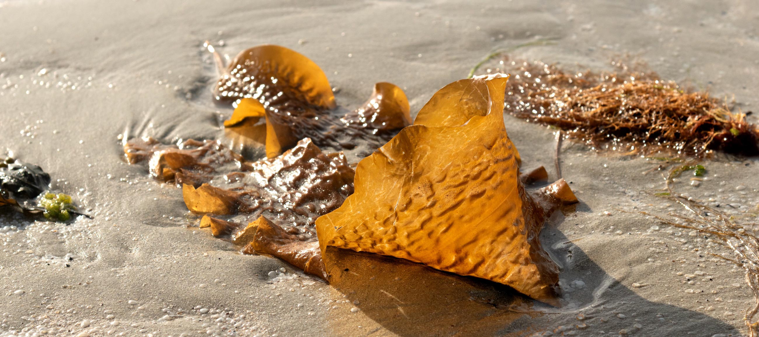 L00_5434fcpxblog