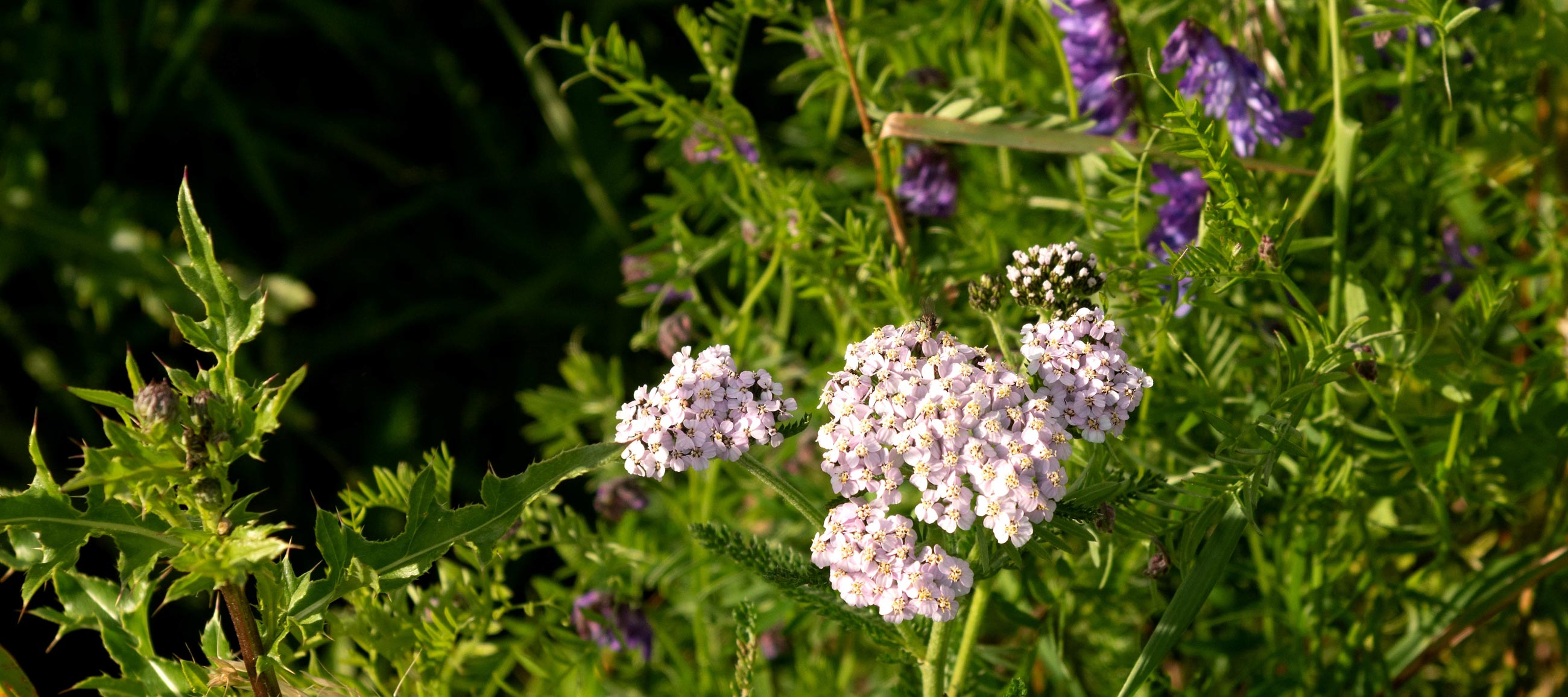 L00_5460fcpxblog
